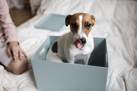 Porträt eines Jack Russel Terriers, der in einem Karton sitzt, lizenzfreies Stockfoto