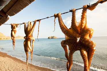 Oktopus im Restaurant aufgehängt, Skala Eresou, Lesbos, Griechenland - AURF07726