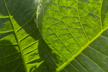 Close-up of tobacco leaves, Vinales, Pinar del Rio Province, Cuba - AURF07732