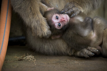 Affenbaby mit Mutter liegend, Arashiyama, Kyoto, Japan - AURF07828