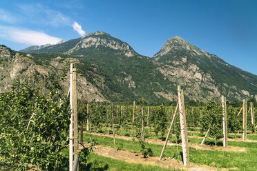 Landschaft mit Weinberg und Berg, Martigny, Wallis, Schweiz - AURF07836