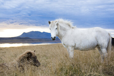 Two Icelandic horses resting in foxtail field, Hvitserkur, Iceland - AURF07846