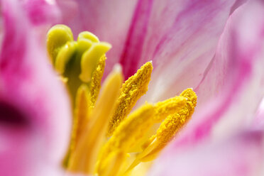 Nahaufnahme einer rosa Tulpenblüte, Lisse, Südholland, Niederlande - AURF07857