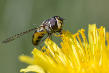 Biene sammelt Pollen auf Löwenzahn, Jackson Hole, Wyoming, USA - AURF07883