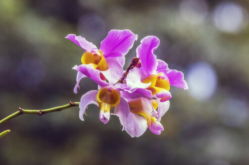 Fidschi-Inseln, Lautoka, Orchideenblüte, Tracheophyta - THAF02345