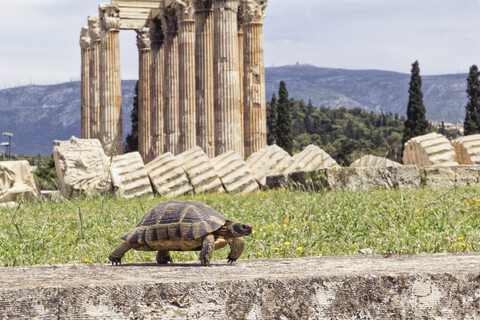 Griechenland, Athen, Olympeion, Hermanns Schildkröte vor dem Zeus-Tempel, lizenzfreies Stockfoto