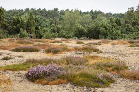 Deutschland, Nordrhein-Westfalen, Münsterland, Westruper Heide, Naturpark Hohe Mark, lizenzfreies Stockfoto