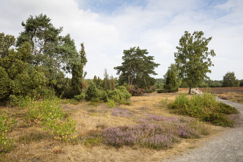 Deutschland, Nordrhein-Westfalen, Münsterland, Westruper Heide, Naturpark Hohe Mark - WIF03670