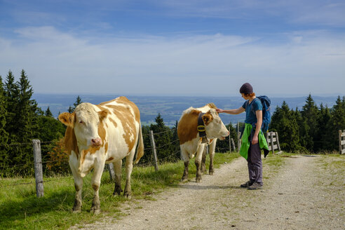 Deutschland, Oberbayern, Chiemgau, Junger Wanderer streichelt Kuh auf einer Weide - LBF02230