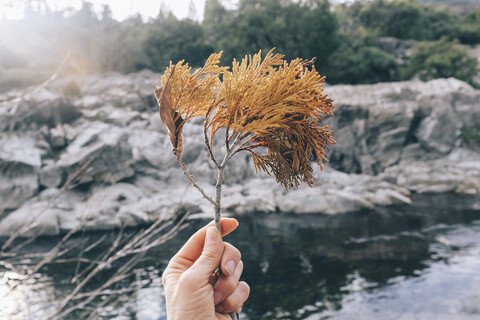 Abgeschnittene Hand einer Frau, die eine Pflanze gegen den Yuba River im Wald hält, lizenzfreies Stockfoto