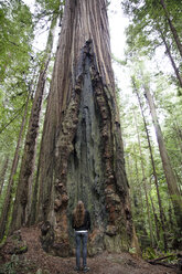 Rear view of man standing against redwood tree - CAVF54995