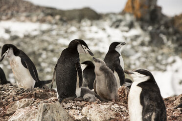 Pinguine, die im Winter auf Felsen stehen - CAVF55036