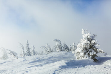 Schneebedeckte Bäume auf einem Feld vor bewölktem Himmel - CAVF55045