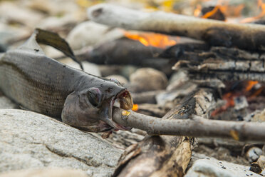 Close-up of fish at campfire - CAVF55115