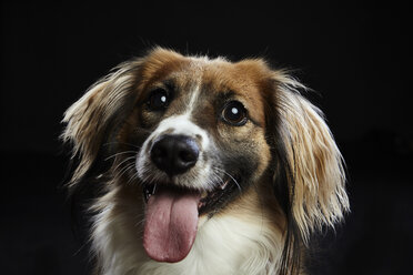 Close-up portrait of dog panting against black background - CAVF55197