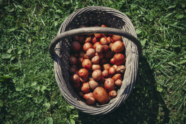 Hochformatige Ansicht von geernteten Kartoffeln in einem Korb auf einem Feld - CAVF55223