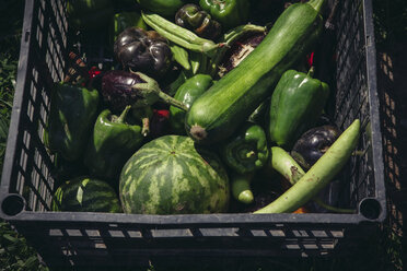 High angle view of fresh harvested vegetables in crate on field - CAVF55224