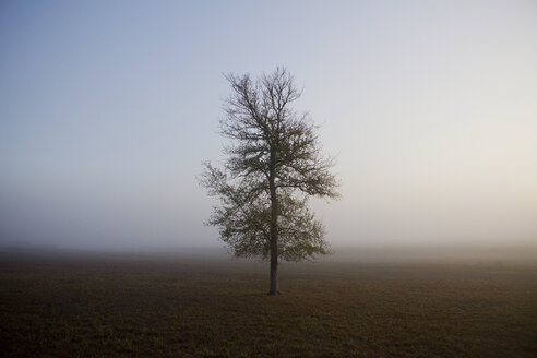 Baum wächst bei nebligem Wetter auf einem Feld - CAVF55273