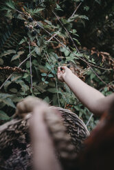 Abgeschnittenes Bild eines Mädchens, das Brombeeren von einer Pflanze im Wald pflückt - CAVF55340