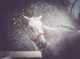 Pferd auf dem Bauernhof wird mit Wasser bespritzt - CAVF55480