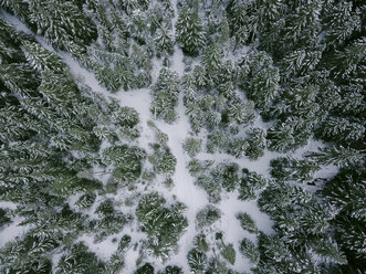 Blick von oben auf die Bäume, die im Winter auf dem Mount Hood wachsen - CAVF55502