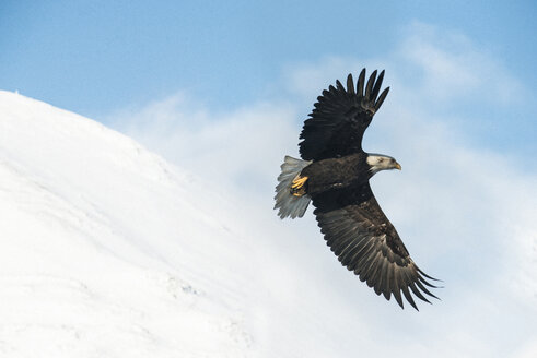 Weißkopfseeadler im Tiefflug gegen schneebedeckte Berge im Chugach State Park bei nebligem Wetter - CAVF55509