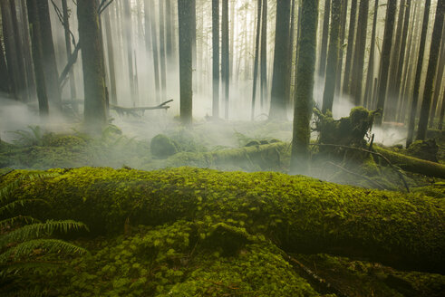 Landschaftliche Ansicht der wachsenden Bäume im North Cascades National Park bei nebligem Wetter - CAVF55512