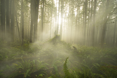 Scenic view of trees and plants growing at North Cascades National Park during foggy weather - CAVF55513