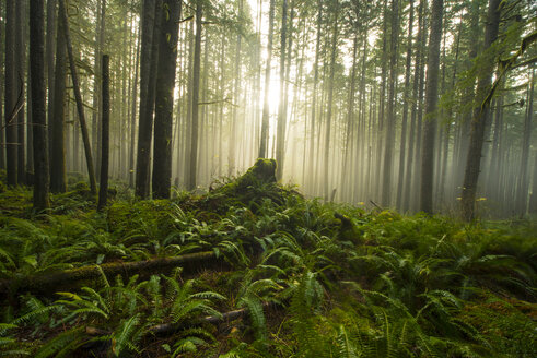 Landschaftliche Ansicht von Bäumen und Pflanzen im North Cascades National Park - CAVF55514