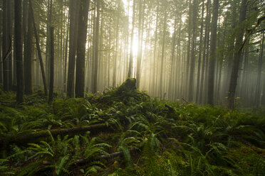 Wachsende Bäume im Wald bei nebligem Wetter im North Cascades National Park - CAVF55518