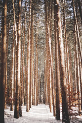 Landschaftliche Ansicht der Bäume im Wald im Winter - CAVF55530