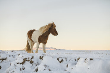 Icelandic Horse standing on snowy field against sky during sunset - CAVF55590