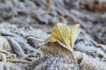 Close-up of frozen leaves on field - CAVF55591