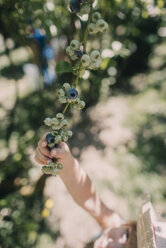 Ausgeschnittenes Bild eines Mädchens, das einen Blaubeerzweig auf einem Bauernhof hält - CAVF55640