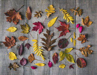 Blick von oben auf verschiedene Blätter auf einem Holztisch im Herbst - CAVF55646