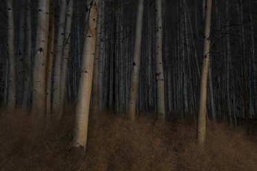 Trees growing in forest at night - CAVF55655