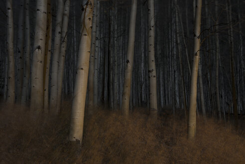 Wachsende Bäume im Wald bei Nacht - CAVF55655