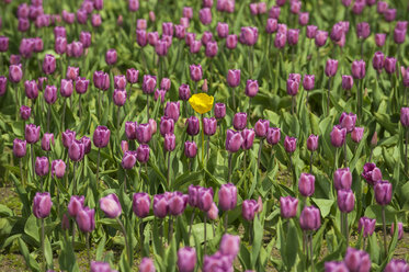 Hohe Winkelansicht von Blumen, die auf einem Feld wachsen - CAVF55772