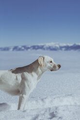 Seitenansicht eines auf einem verschneiten Feld stehenden Hundes - CAVF55836