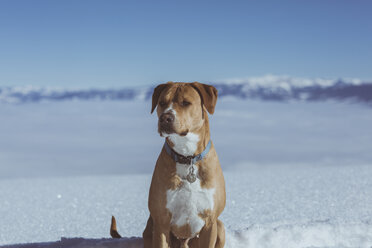 Hund auf verschneitem Feld sitzend - CAVF55837