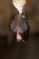 Fledermaus schlafend an einem Felsen hängend in einer Höhle - CAVF55838