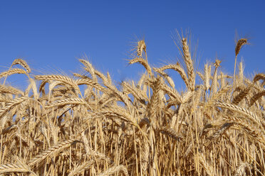 Roggenfeld vor blauem Himmel im Sommer, Bayern, Deutschland - RUEF02024