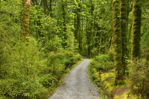 Fußweg durch den Regenwald: Der Blue Pools Wanderweg am Haast Highway, Südinsel, Neuseeland - RUEF02030