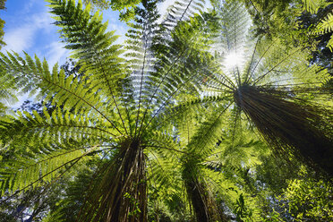 Baumfarne im gemäßigten Regenwald, Westküste, Südinsel Neuseelands, Neuseeland - RUEF02033