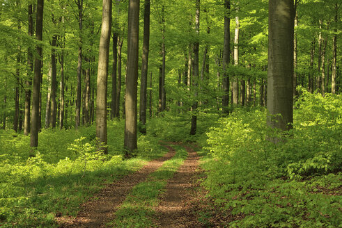 Vitaler grüner Wald im Frühling, Westerwald, Rheinland-Pfalz, Deutschland - RUEF02035