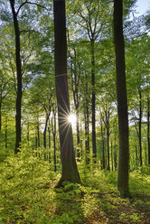 Vital green forest in spring with sun and sunbeams, Westerwald, Rhineland-Palatinate, Germany - RUEF02036