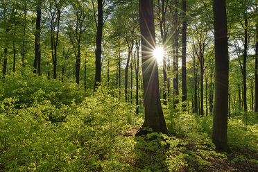 Vital green forest in spring with sun and sunbeams, Westerwald, Rhineland-Palatinate, Germany - RUEF02037