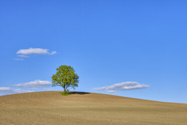 Einzelner Baum auf einem Feld, Bayern, Deutschland - RUEF02041