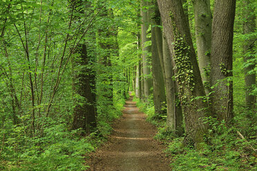 Fußweg durch den Wald im Frühling, Bayern, Deutschland - RUEF02047