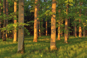 Frühe Morgensonne im Wald auf alten Eichen. Bayern, Deutschland - RUEF02050